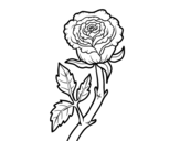 Wild rose coloring page