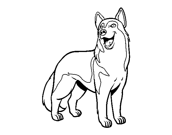 Wolfdog coloring page