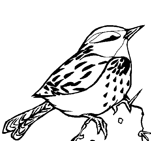 Wren coloring page