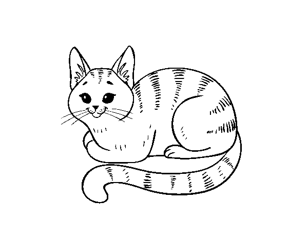 Young cat coloring page