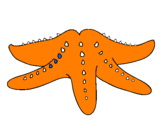 Coloring page Starfish painted bymeloy