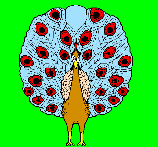 Peacock