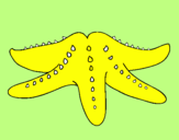 Coloring page Starfish painted by sebastian vallett