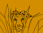 Coloring page Cheetah painted bydouglas