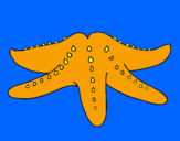 Coloring page Starfish painted byDENIS