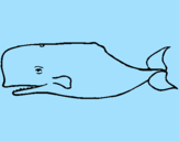 Coloring page Blue whale painted byFFFDMAR