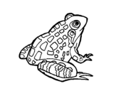 Coloring page Frog painted bygabi