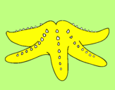 Coloring page Starfish painted byshannon