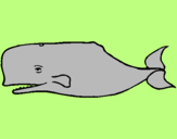 Coloring page Blue whale painted byseliuopm9