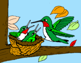 Coloring page Hummingbird family painted byRhonda