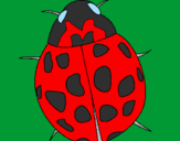 Coloring page Ladybird painted bybrandi