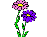 Coloring page Daisies painted byana laura
