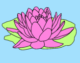 Coloring page Nymphaea painted byEvon Leong Shi Ting