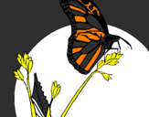Coloring page Butterfly on branch painted byJennifer