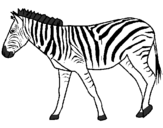 Coloring page Zebra painted byZoe