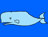 Coloring page Blue whale painted byharry4717