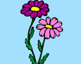 Coloring page Daisies painted byhopelaud