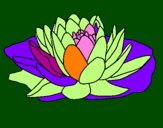 Coloring page Nymphaea painted bypamela c.b.