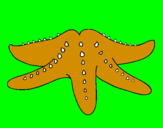 Coloring page Starfish painted byMATTEO