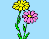 Coloring page Daisies painted bybruno