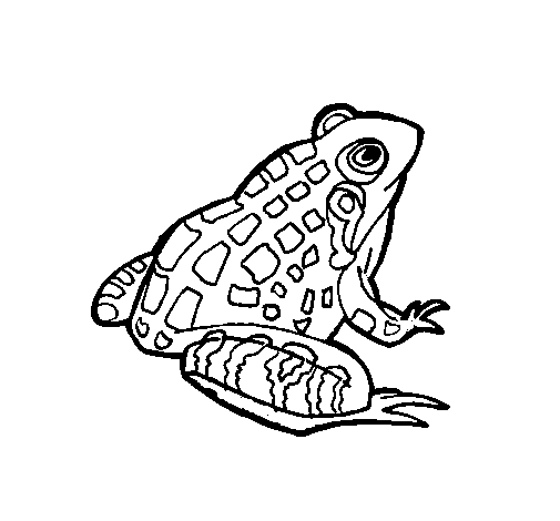 Coloring page Frog painted bypuff