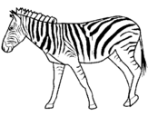 Coloring page Zebra painted bypuff