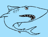 Coloring page Shark painted bygabrlio