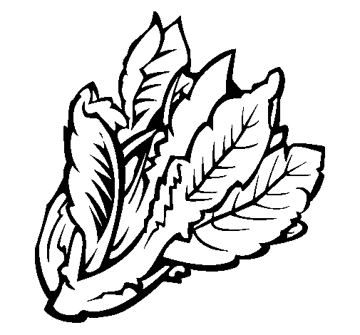 Coloring page Lettuce II painted bypuff