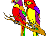Coloring page Parrots painted byLUCHI