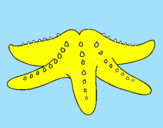 Coloring page Starfish painted bydavi,