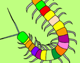 Coloring page Centipede painted bymarcos