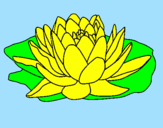 Coloring page Nymphaea painted bypaola