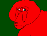 Coloring page Baboon painted byalejandro