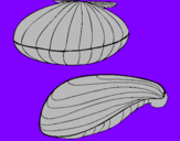 Coloring page Clams painted byraul