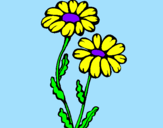 Coloring page Daisies painted byjulia 