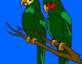 Coloring page Parrots painted byla mas bella