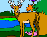 Coloring page Young deer painted byThieli