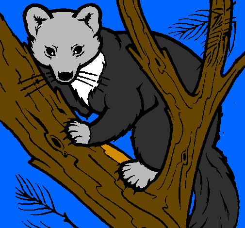 Coloring page Pine marten in tree painted byThieli