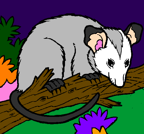 Coloring page Possum painted byThieli