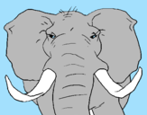 Coloring page African elephant painted byalix andar croves