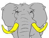 Coloring page African elephant painted bymason
