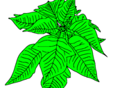 Coloring page Poinsettia painted byRodrigo