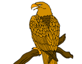 Coloring page Eagle on branch painted byalex