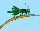 Coloring page Grasshopper on branch painted byana luiza