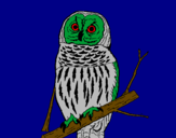 Coloring page Striped owl painted byanaluiza