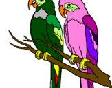 Coloring page Parrots painted byanaluizarodrigues