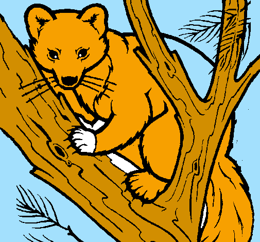 Coloring page Pine marten in tree painted byjack