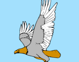 Coloring page Eagle flying painted byHECTOR