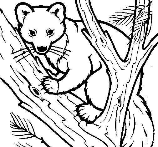 Coloring page Pine marten in tree painted byHeather