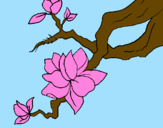 Coloring page Almond flower painted bytiffany